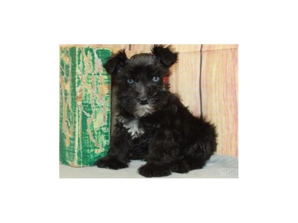 Confetti Schnauzer DOG Male Black & White 9611 Petland San Antonio, TX