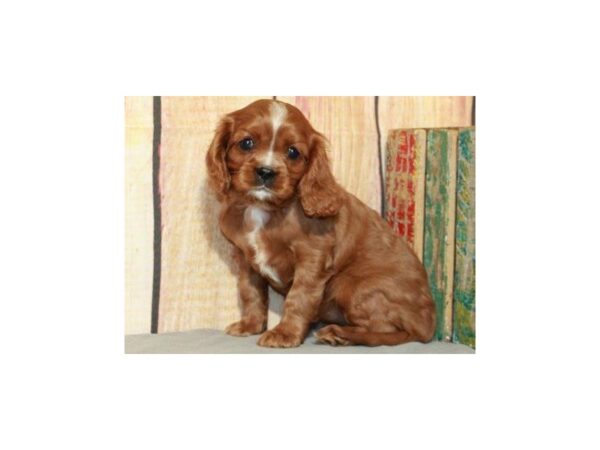 Cavalier King Charles Spaniel DOG Female Ruby 9612 Petland San Antonio, TX