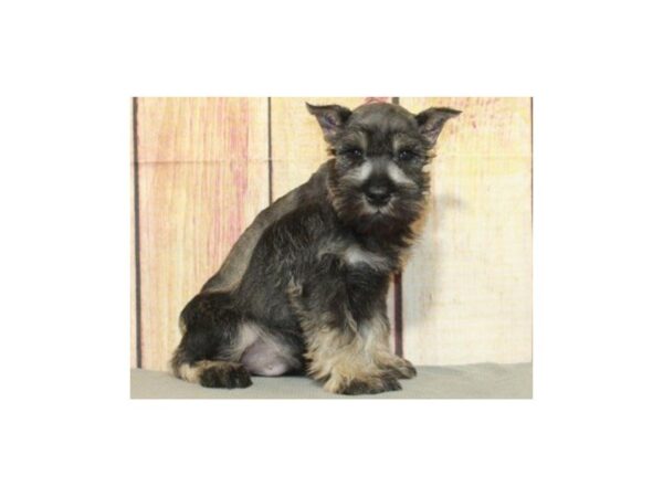 Miniature Schnauzer DOG Male Salt & Pepper 9613 Petland San Antonio, TX