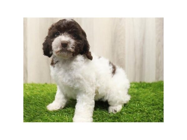 Cockapoo-DOG-Female-Chocolate & White-9614-Petland San Antonio, TX