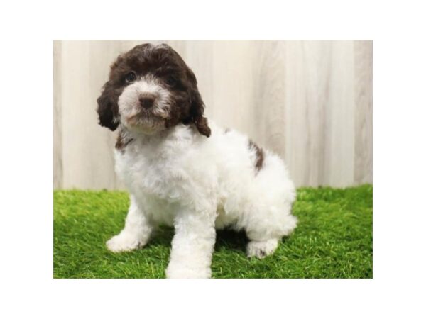 Cockapoo DOG Female Chocolate & White 9614 Petland San Antonio, TX