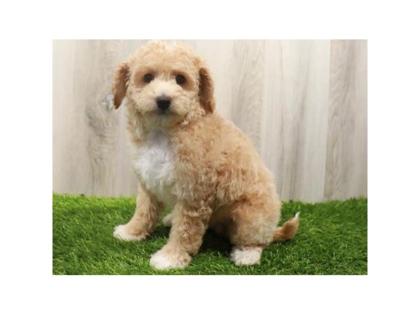 Maltipoo DOG Female Apricot 9615 Petland San Antonio, TX