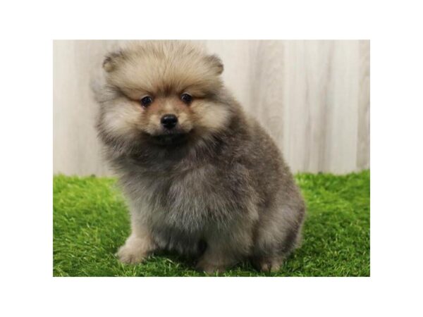 Pomeranian DOG Male Wolf Sable 9616 Petland San Antonio, TX