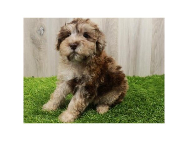 Miniature Whoodle DOG Female Chocolate Merle 9617 Petland San Antonio, TX