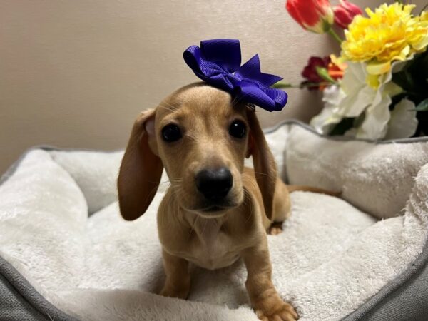 Miniature Dachshund DOG Female rd 6673 Petland San Antonio, TX