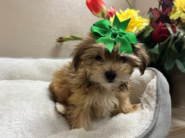 Morkie/Yorkshire Terrier DOG Female gld, wh mkgs 6674 Petland San Antonio, TX