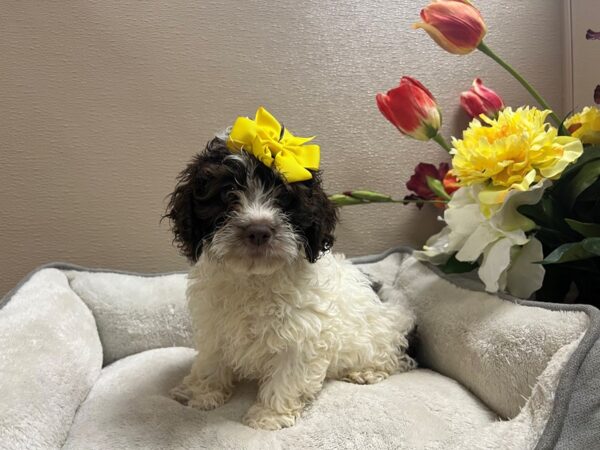 Cockapoo DOG Female br & wh 6676 Petland San Antonio, TX