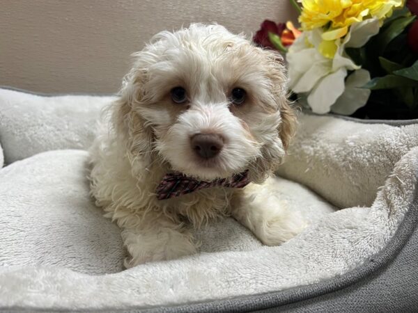 Cockapoo-DOG-Male-cr-6677-Petland San Antonio, TX