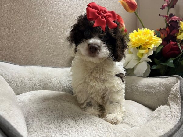 Cockapoo DOG Female wh & br 6678 Petland San Antonio, TX