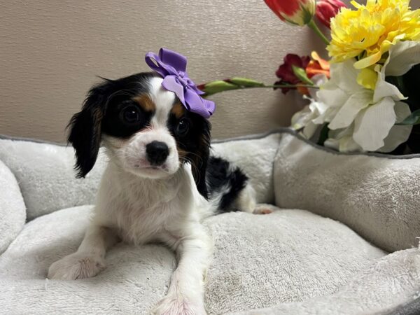 Cavalier King Charles Spaniel DOG Female tri 6679 Petland San Antonio, TX