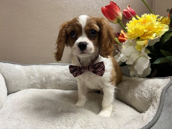 Cavalier King Charles Spaniel DOG Male bheim & wh 6680 Petland San Antonio, TX