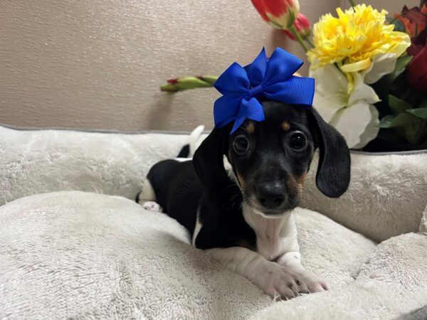 Miniature Dachshund-DOG-Female-blk tn pbld dpl-6686-Petland San Antonio, TX