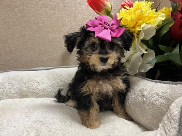 Mini Aussie Poo DOG Female blk tn mkgs 6682 Petland San Antonio, TX