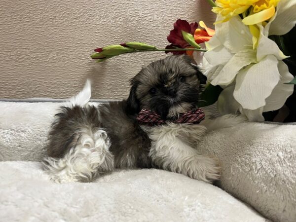 Shih Tzu DOG Male brdl wh 6685 Petland San Antonio, TX