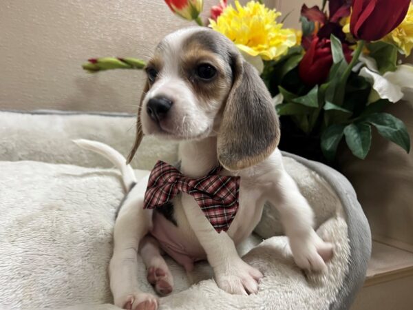 Beagle DOG Male bl tri 6687 Petland San Antonio, TX