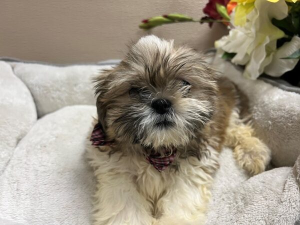 Shih Tzu DOG Male gld & wh 6638 Petland San Antonio, TX