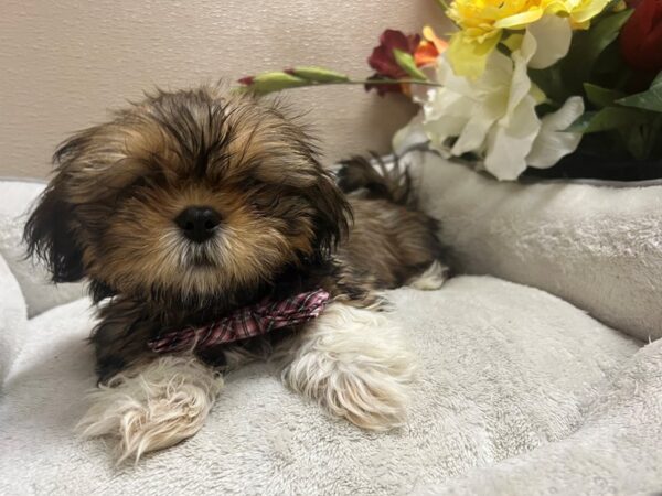 Teddy Bear DOG Male gld, wh mkgs 6664 Petland San Antonio, TX