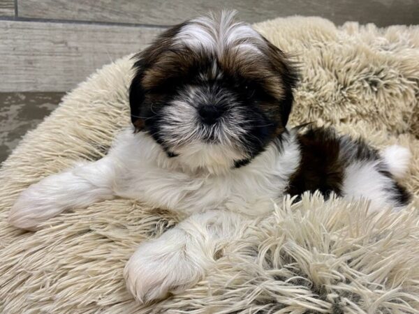 Shih Tzu-DOG-Male-Red & White-9608-Petland San Antonio, TX