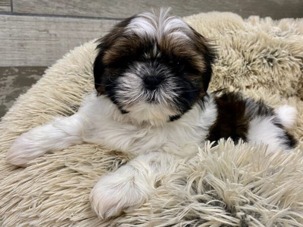 Shih Tzu DOG Male Red & White 9608 Petland San Antonio, TX