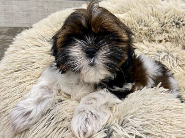 Shih Tzu DOG Female Red & White 9609 Petland San Antonio, TX