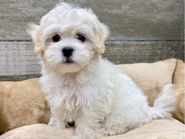 Zuchon-DOG-Female-White & Lemon-9610-Petland San Antonio, TX