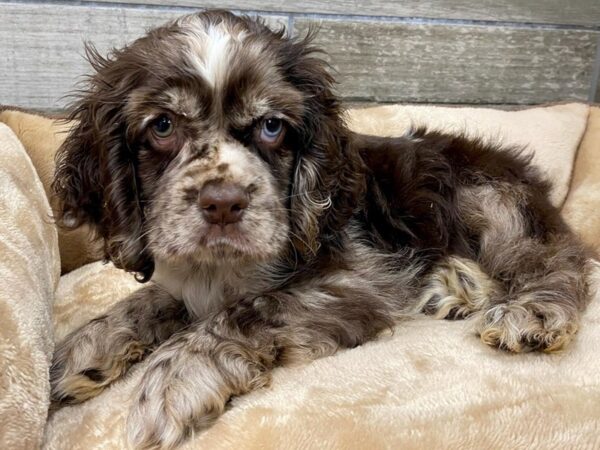 Cocker Spaniel DOG Male Chocolate Merle 9606 Petland San Antonio, TX