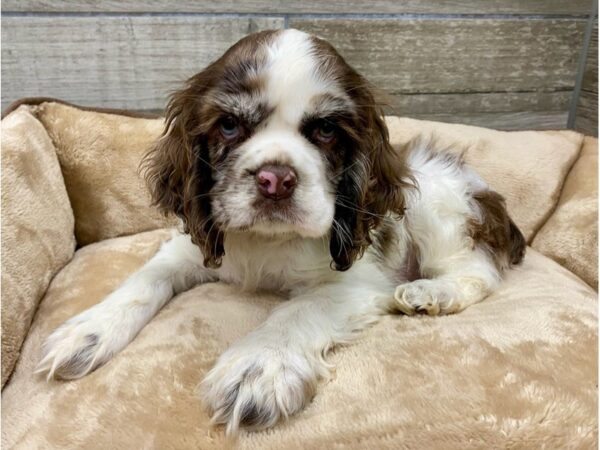 Cocker Spaniel DOG Female Chocolate Merle & White 9607 Petland San Antonio, TX