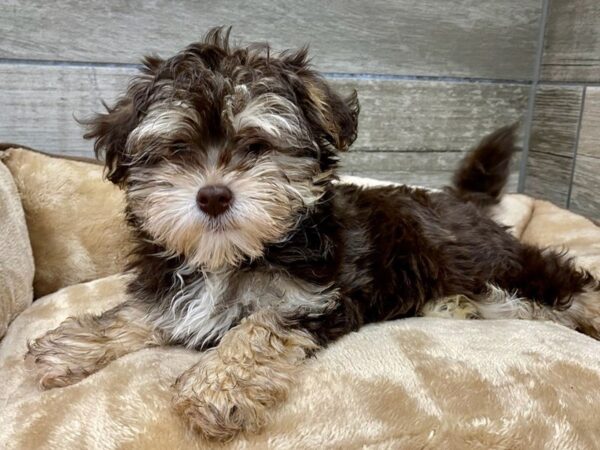 Havanese DOG Female Chocolate & Tan 9605 Petland San Antonio, TX