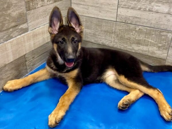 German Shepherd DOG Female Black & Tan 9583 Petland San Antonio, TX