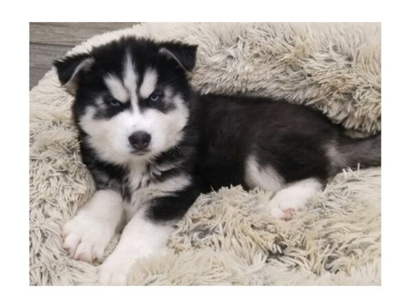 Siberian Husky-DOG-Male-Black & White-9618-Petland San Antonio, TX