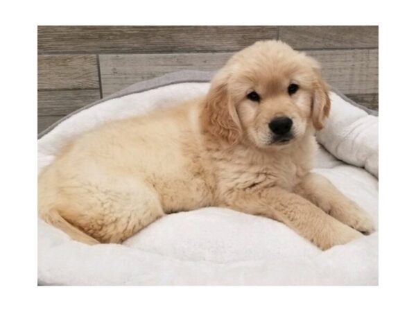 Golden Retriever DOG Male Light Golden 9619 Petland San Antonio, TX