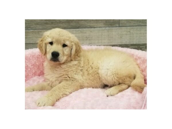 Golden Retriever DOG Female Light Golden 9620 Petland San Antonio, TX