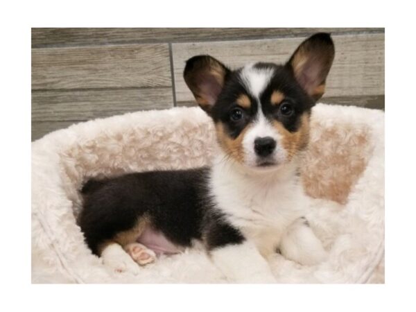 Pembroke Welsh Corgi DOG Male Black White & Tan 9622 Petland San Antonio, TX