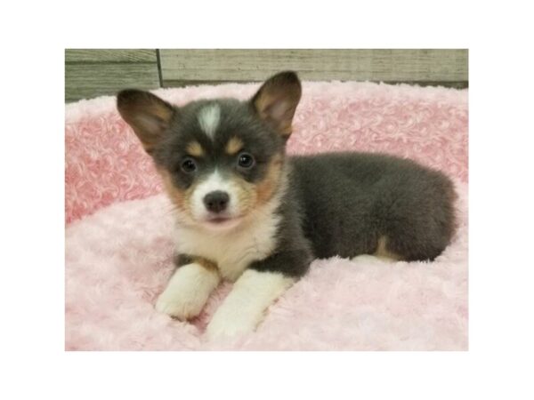 Pembroke Welsh Corgi-DOG-Female-Blue Tri-9623-Petland San Antonio, TX