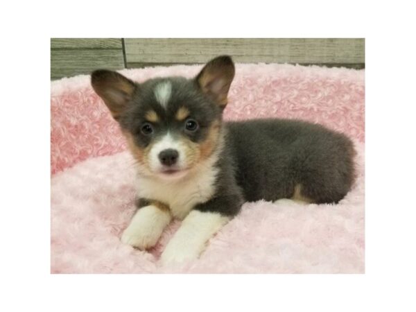 Pembroke Welsh Corgi DOG Female Blue Tri 9623 Petland San Antonio, TX