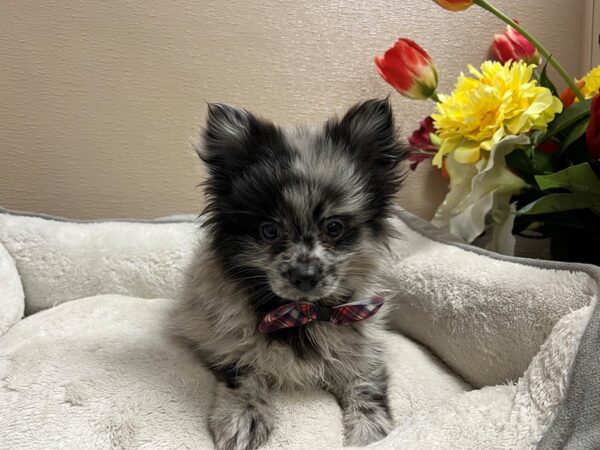 Pomeranian DOG Male bl merle 6688 Petland San Antonio, TX