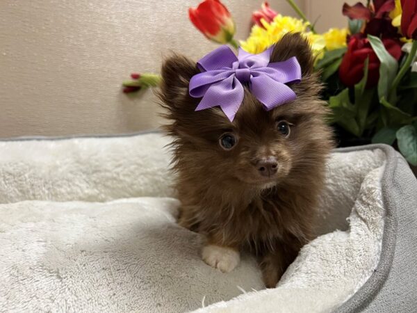 Pomeranian DOG Male choc mrl 6689 Petland San Antonio, TX