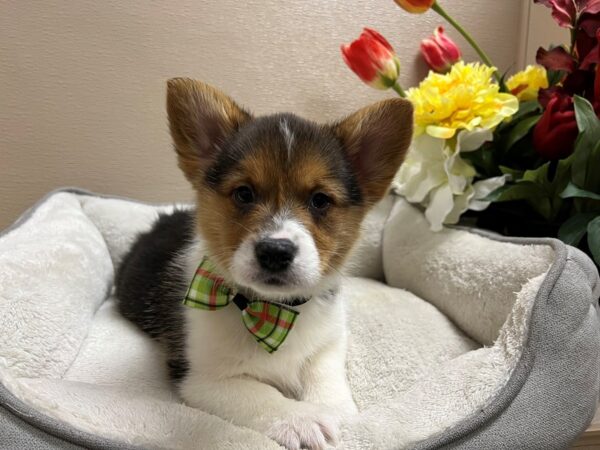 Pembroke Welsh Corgi DOG Male blk wh & tn 6699 Petland San Antonio, TX