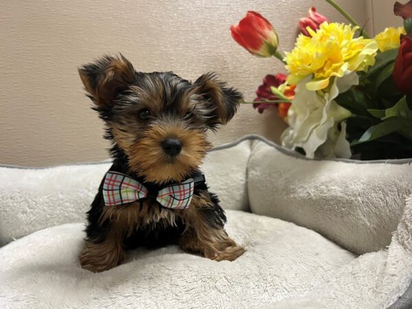 Yorkshire Terrier DOG Male blk & gld 6691 Petland San Antonio, TX