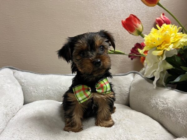 Yorkshire Terrier DOG Male blk & gld 6690 Petland San Antonio, TX