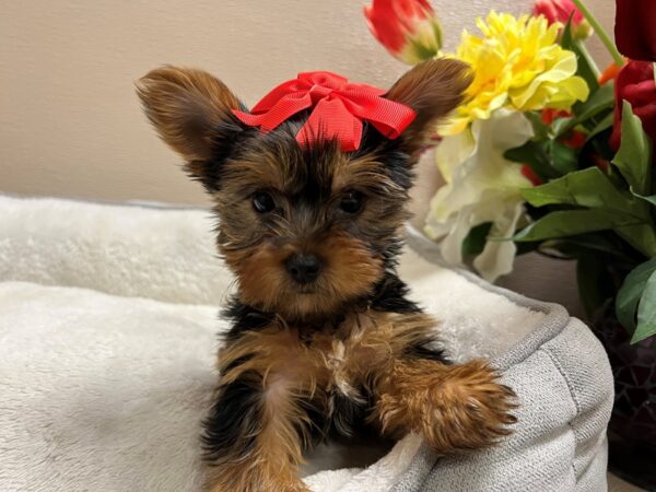 Yorkshire Terrier DOG Female blk & gld 6692 Petland San Antonio, TX