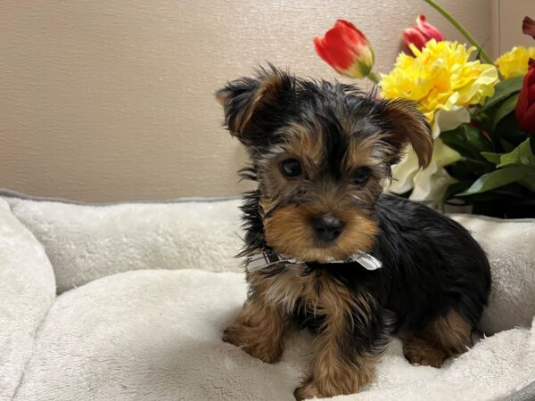 Yorkshire Terrier DOG Male blk & gld 6693 Petland San Antonio, TX