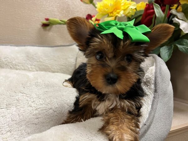 Yorkshire Terrier DOG Female blk & gld 6694 Petland San Antonio, TX