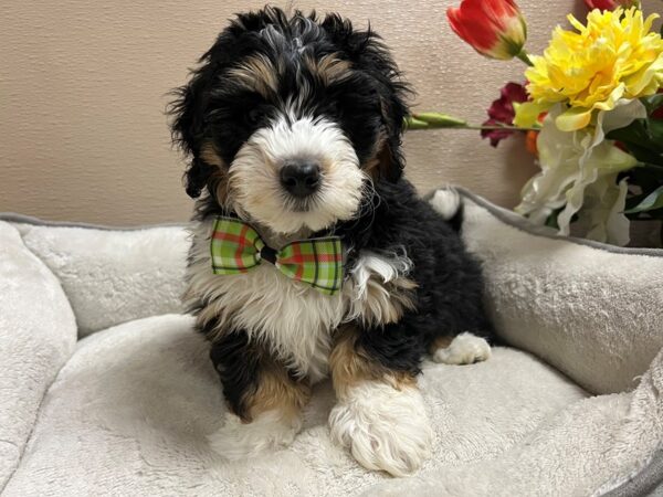 2nd Generation Mini Bernedoodle DOG Male blk wh & tn 6700 Petland San Antonio, TX