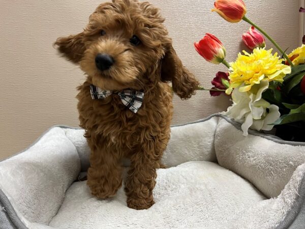 Mini Goldendoodle-DOG-Male-rd-6697-Petland San Antonio, TX