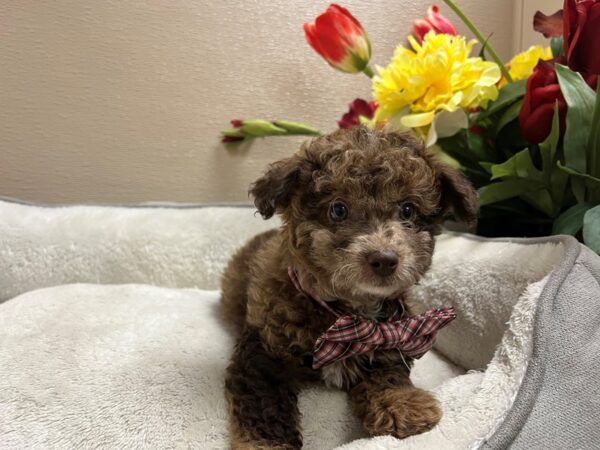 Pompoo-DOG-Male-choc mrle-6702-Petland San Antonio, TX