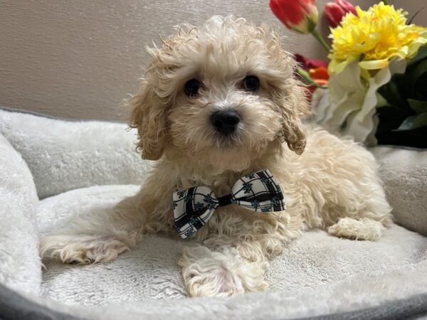 Malti Poo DOG Male cr 6695 Petland San Antonio, TX