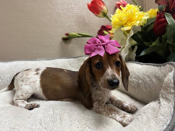 Miniature Dachshund-DOG-Female-rd, pbld tkd-6701-Petland San Antonio, TX