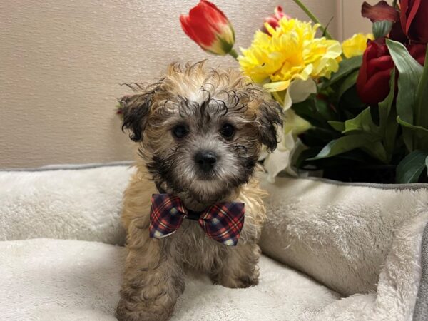 Maltipoo-DOG-Male-cr sbl-6696-Petland San Antonio, TX