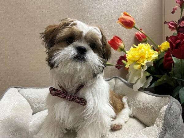 Shih Tzu-DOG-Male-wh & gld parti-6590-Petland San Antonio, TX